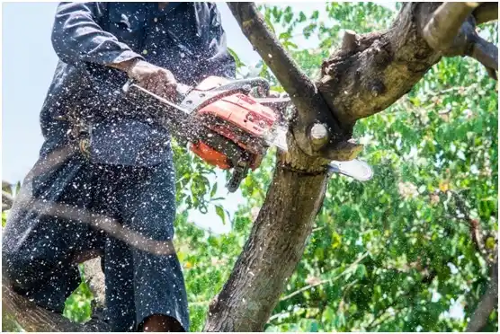 tree services Soldiers Grove